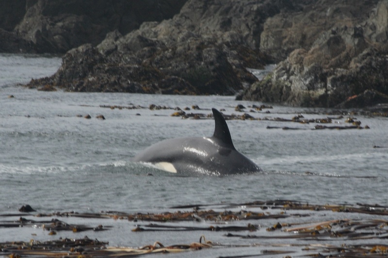 Tofino Killerwal