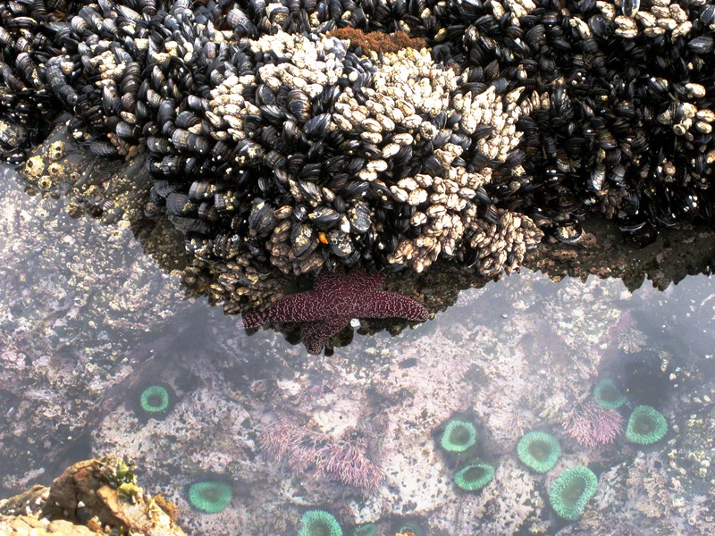 Tofino, Unterwasserwelt