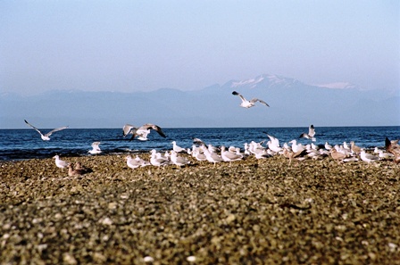 Vancouver Island