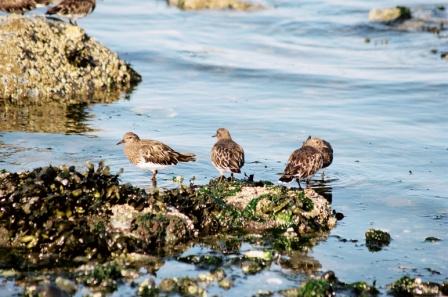 Surfbirds Vancouver Island