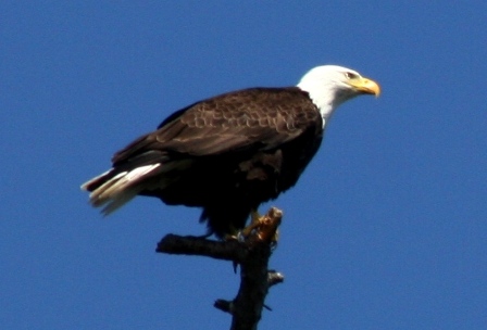Weisskopfseeadler
