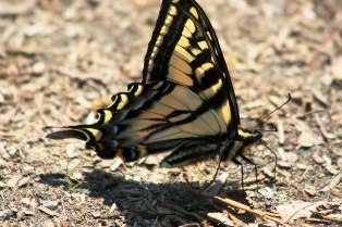 Schmetterling Widgeon Creek